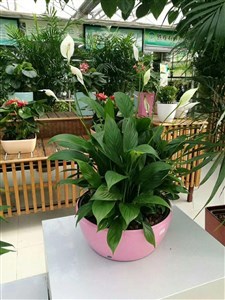 北京绿植销售北京花卉租赁